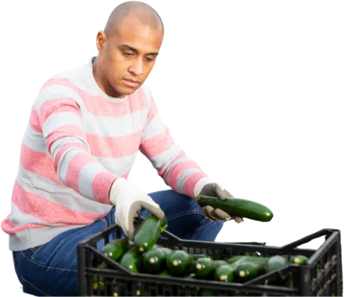 Man in work gloves sorting vegetables into a crate.